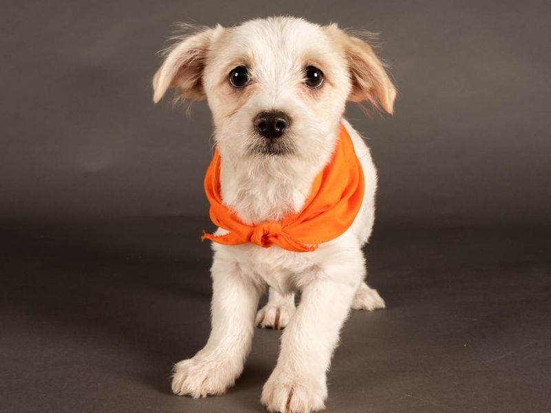 Kickstart: Are you ready for some Puppy Bowl? - Vimarsana News