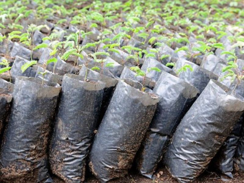 TerraVerdae launches three new grades of PHA bioplastic - Vimarsana News