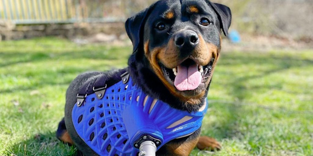 Apple celebrates dogs whose prosthetics were made with help from the iPhone - Vimarsana News